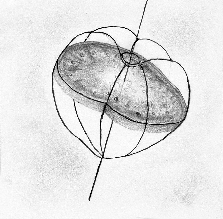 Fruit Drawing